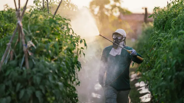 Un hombre fumigando unas plantas.
