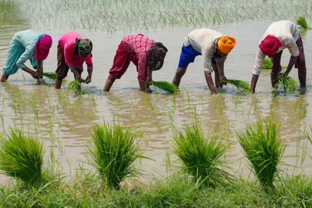 Agricultores cultivan arroz en una plantación inundada en India, 2023