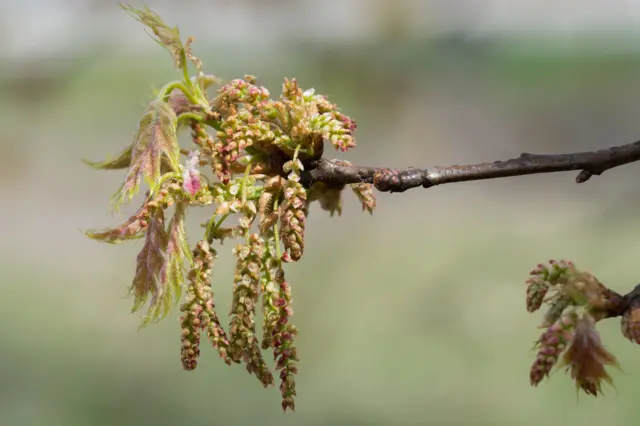 Una rama de roble florece