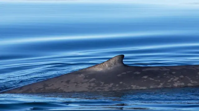 Ballena azul